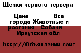 Щенки черного терьера › Цена ­ 35 000 - Все города Животные и растения » Собаки   . Иркутская обл.